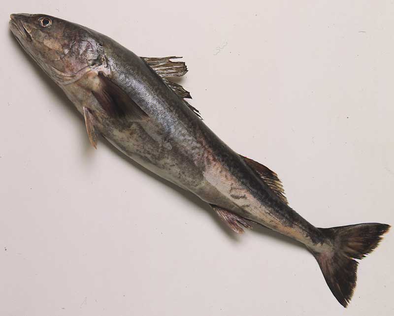 Black Cod by Marinelli Shellfish