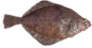 sole petrale fish